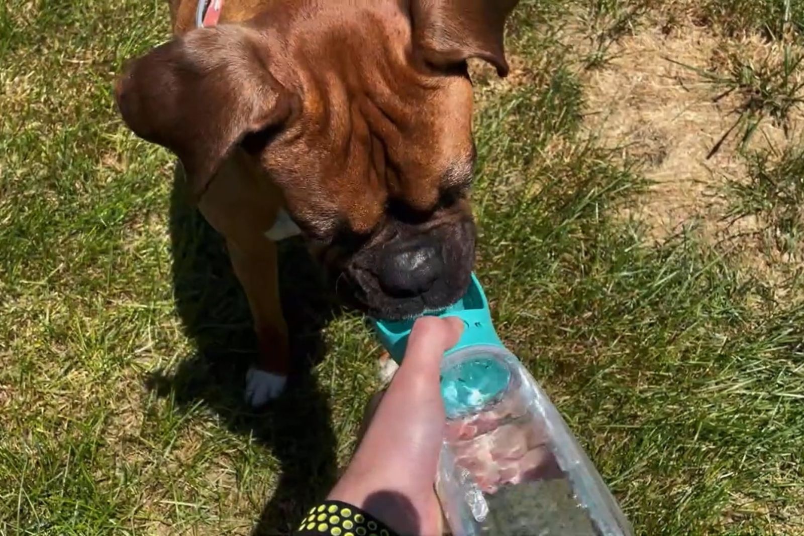 Großer Hund trinkt aus Hundeflasche