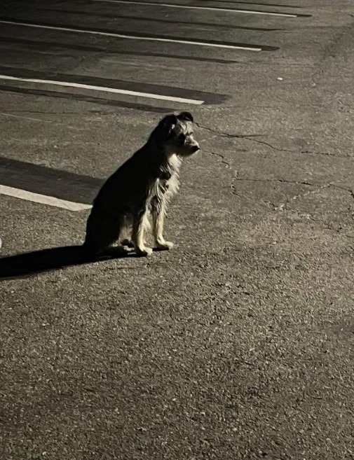 Hund allein auf dem Parkplatz