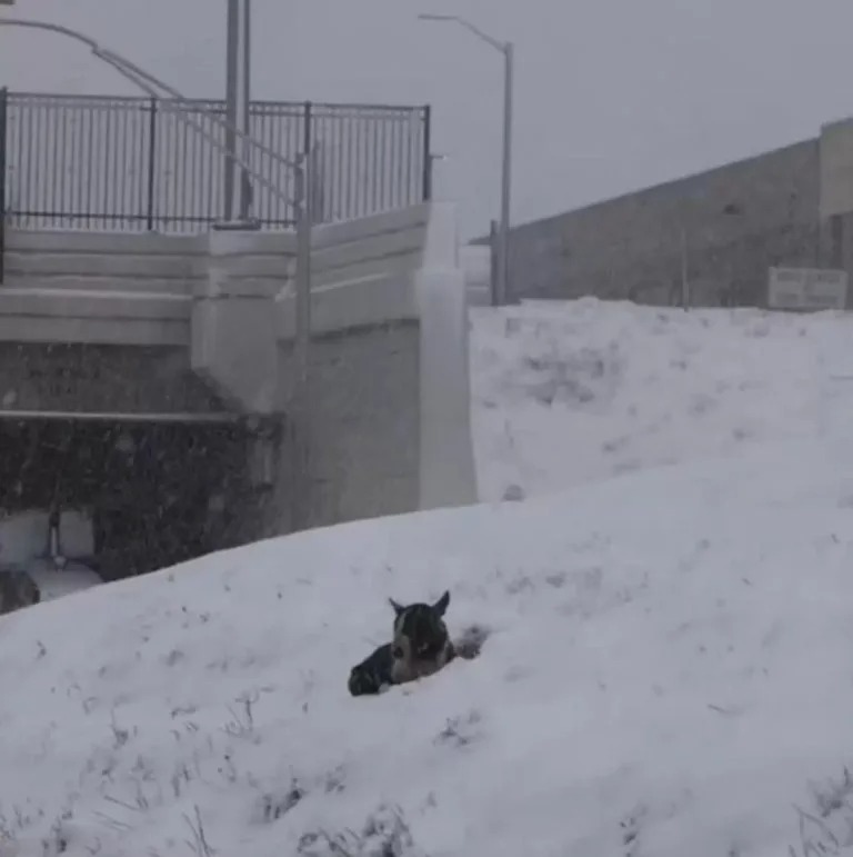 Hund allein im Schnee vergraben