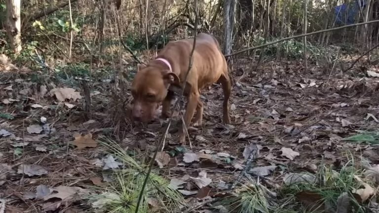 Hund allein im Wald