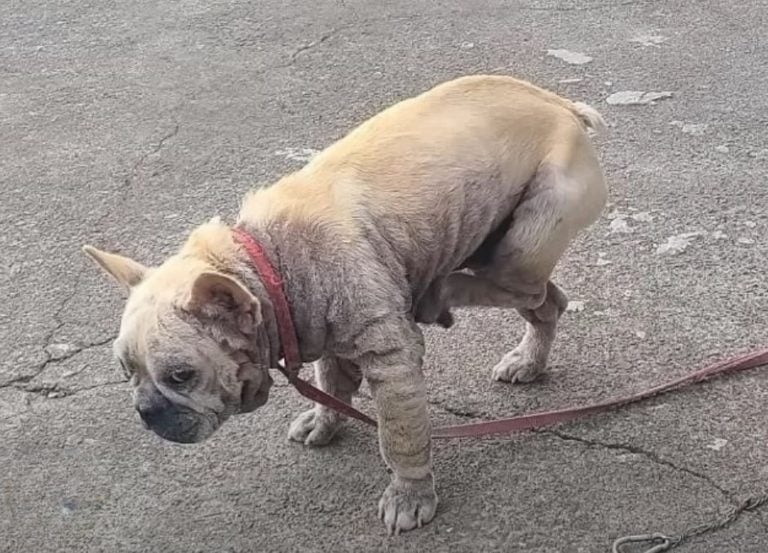 Hund an der Leine auf der Straße