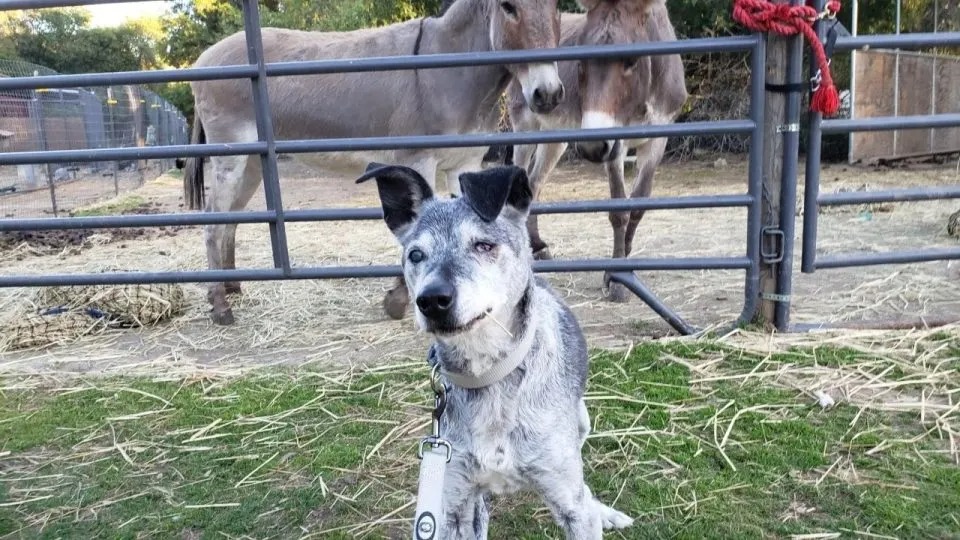 Hund auf einer Ranch mit Eseln