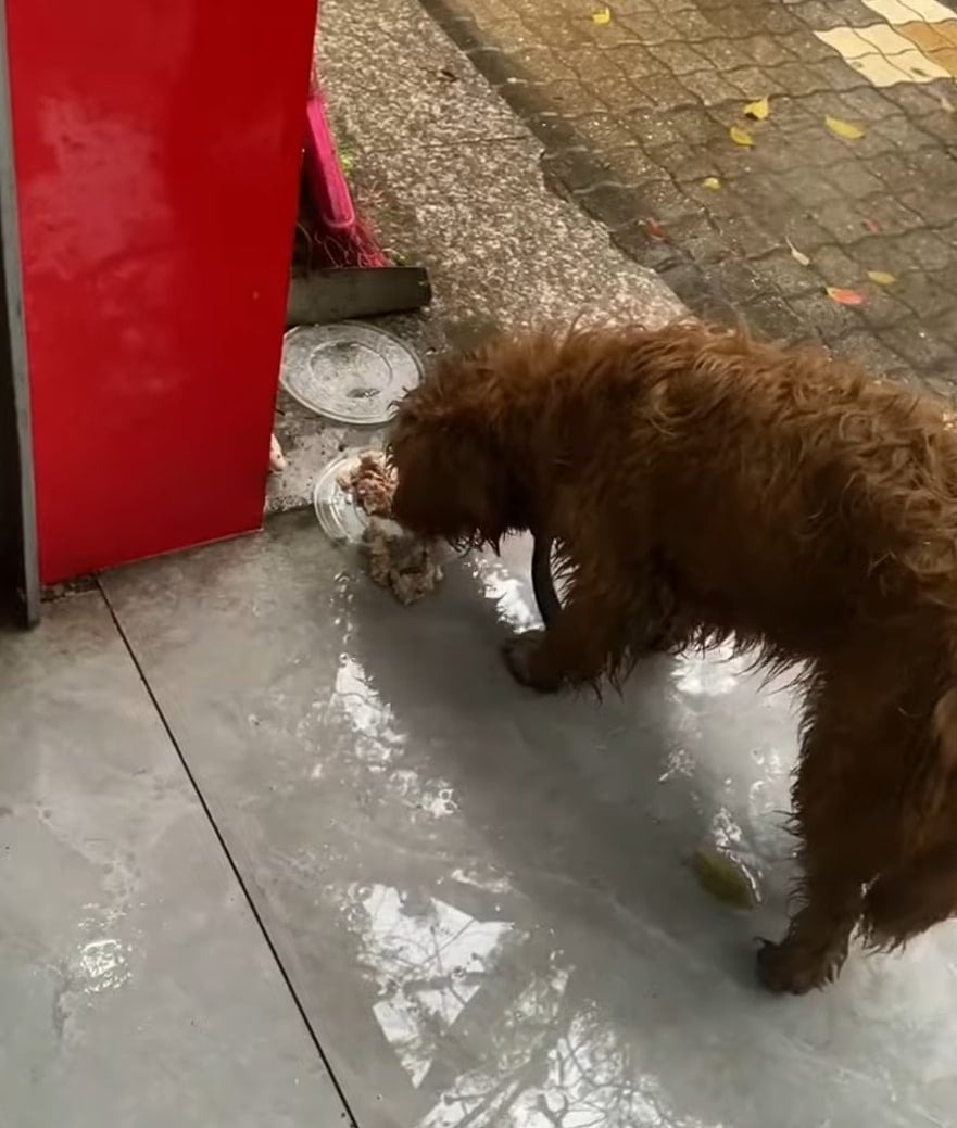 Hund bekommt etwas Futter