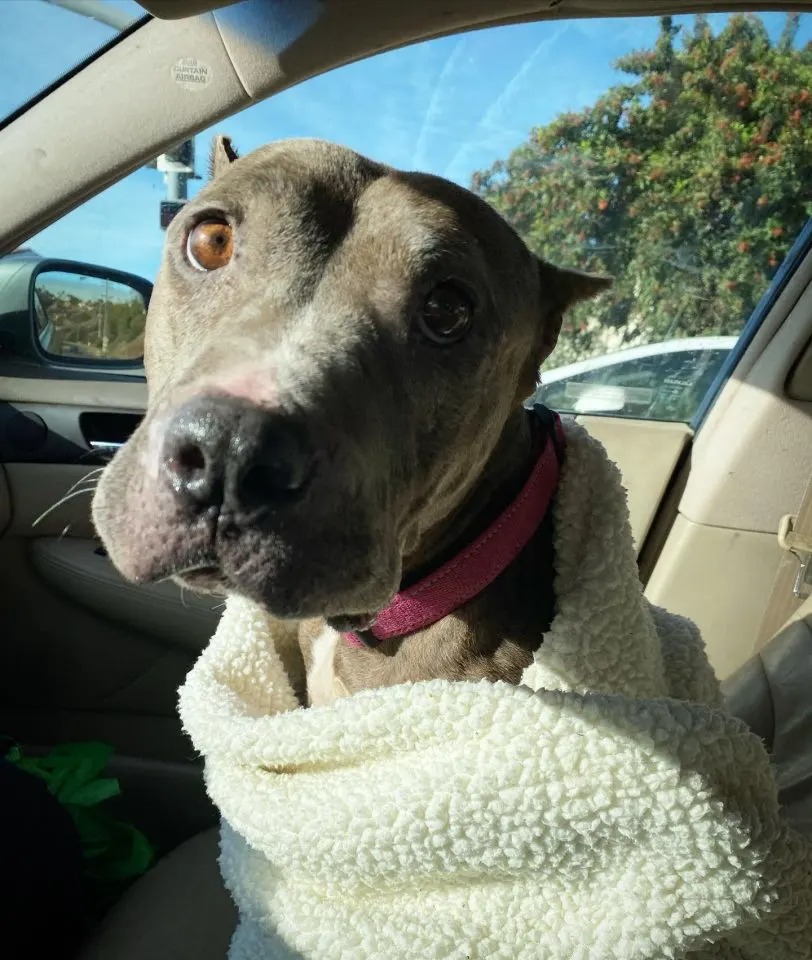 Hund eingewickelt in eine Decke sitzt im Auto