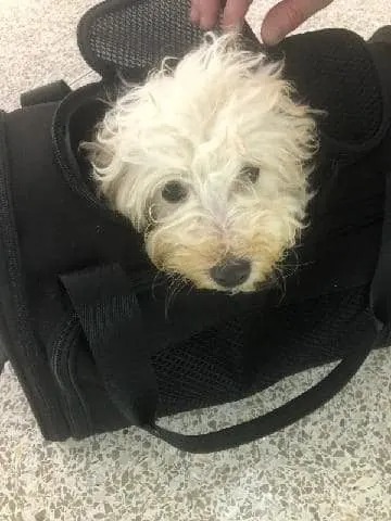Hund in einer Reisetasche