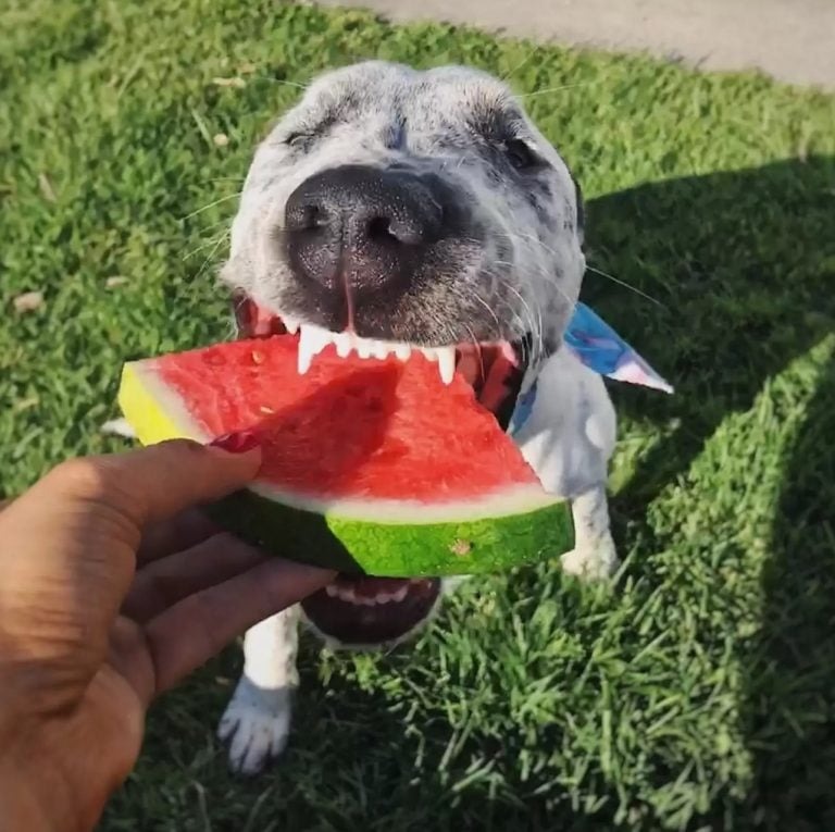 Hund isst Wassermelone