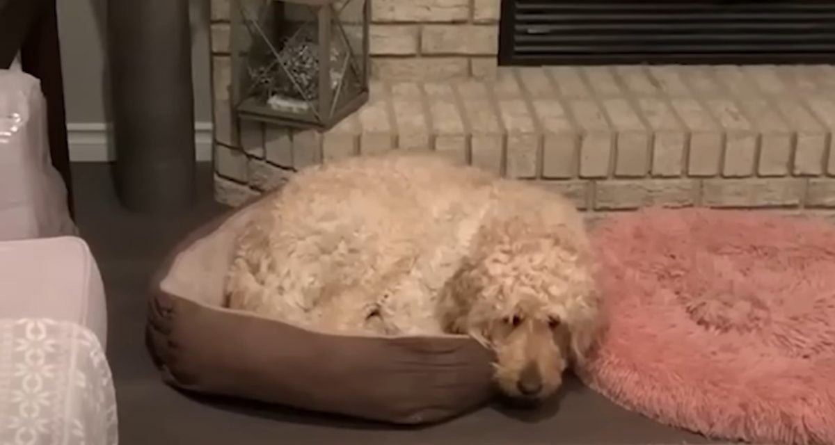 Hund liegt im Hundebett