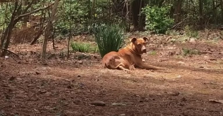 Hund liegt im Wald