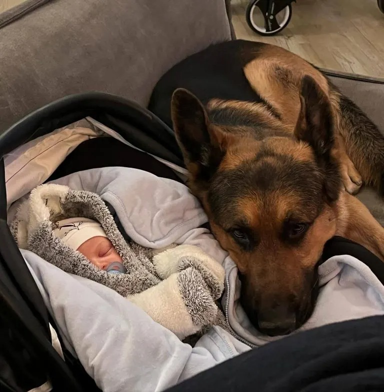 Hund liegt neben Baby