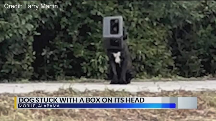Hund mit Kopf in einer Box