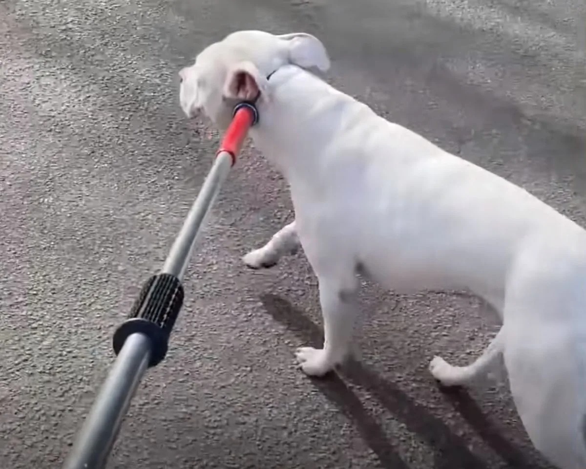 Hund mit Schlinge von einer Klippe gerettet
