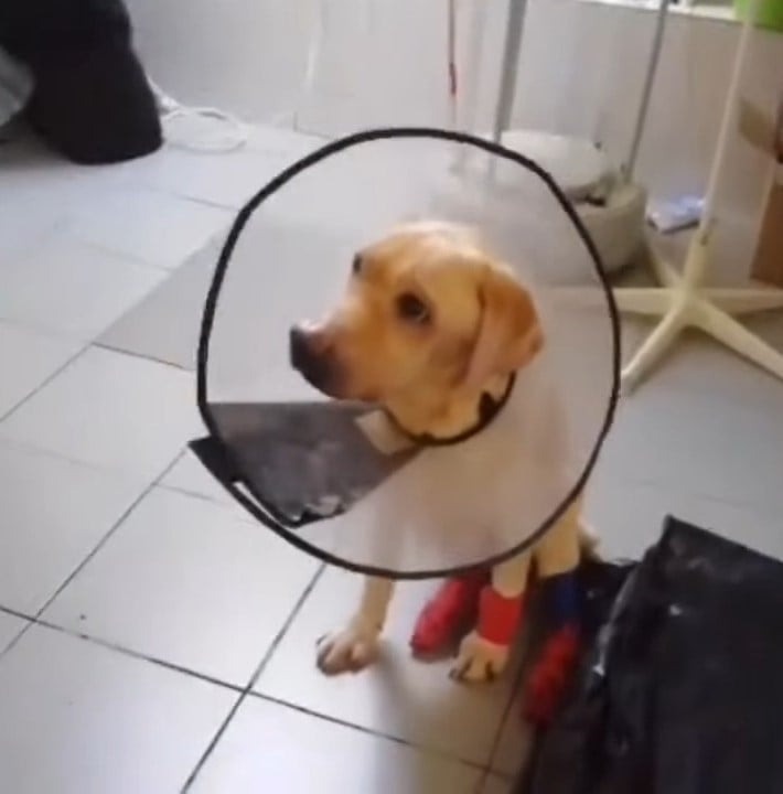 Hund mit Schutzkragen
