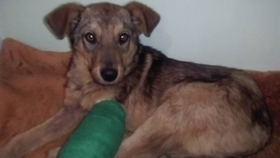 Hund mit verletztem Bein 