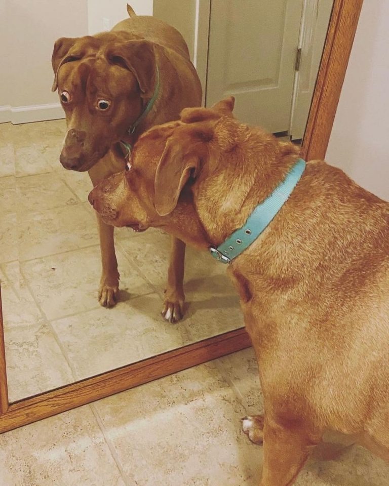 Hund schaut in den Spiegel