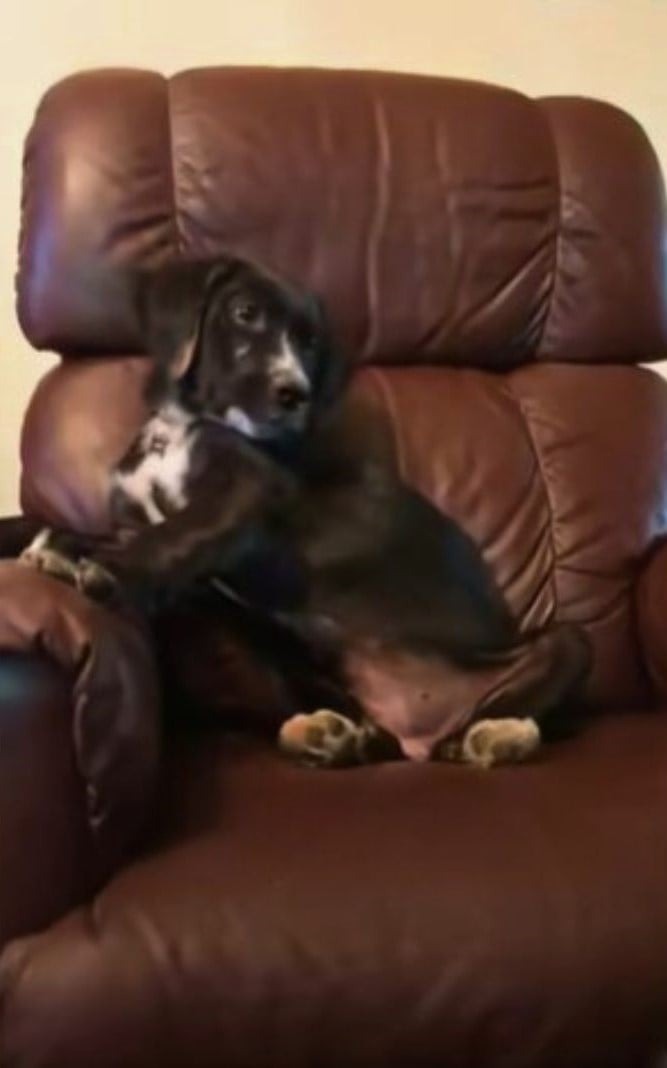 Hund sitzt im Sessel