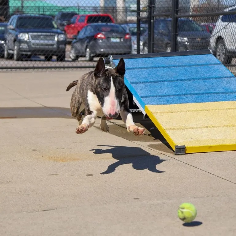 Hund spielt mit Tennisball