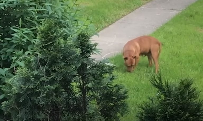 Hund steht auf Gras