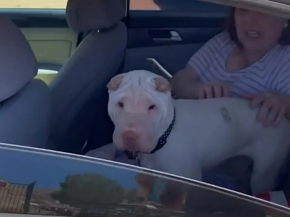 Hund un Frau im Auto
