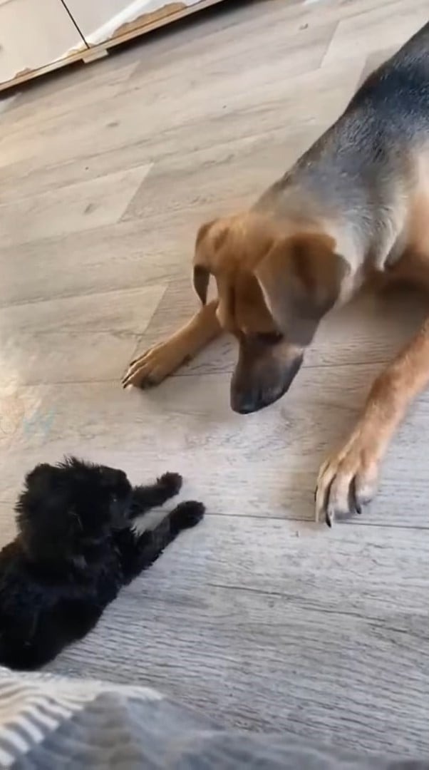 Hund und ein kleiner Welpe