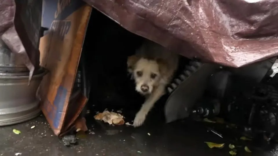 Hund versteckt unter Schrott