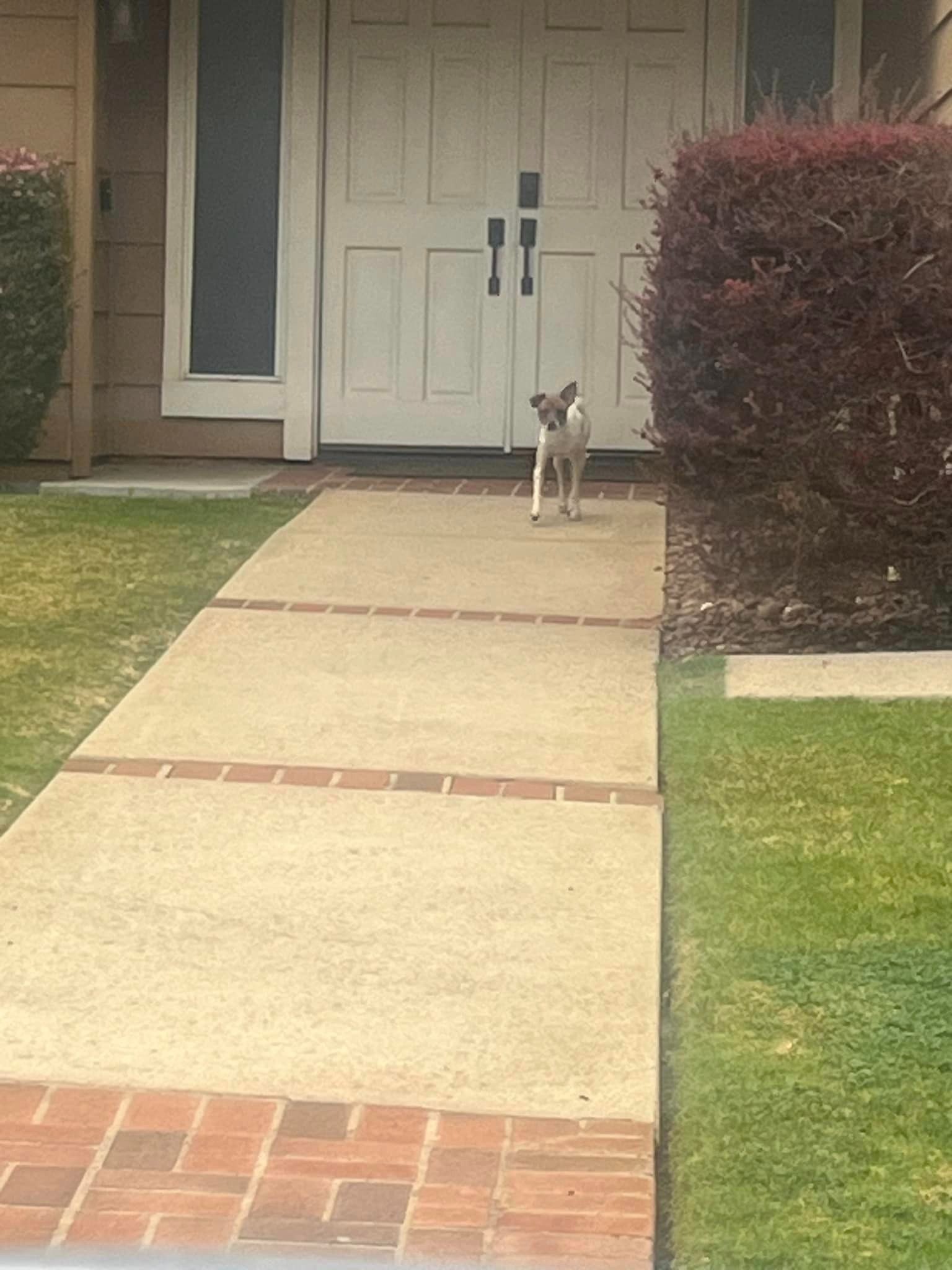 Hund vor einem Haus