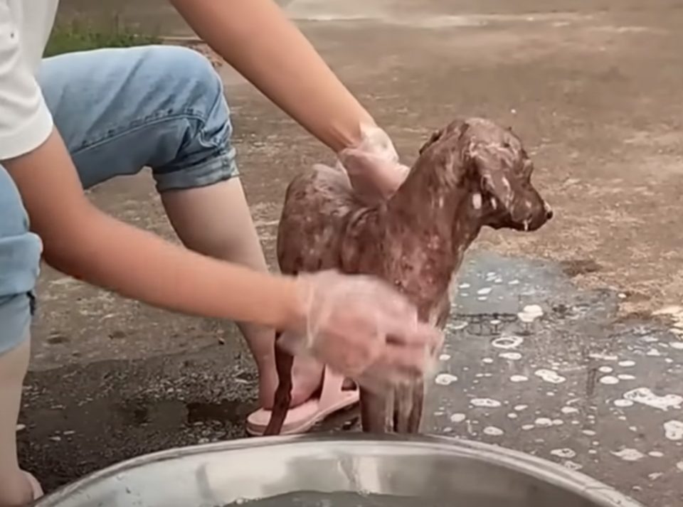 Hund wird gebadet