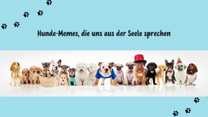 Hunde-Memes, die uns aus der Seele sprechen