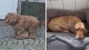 Hund vernachlaeessigt