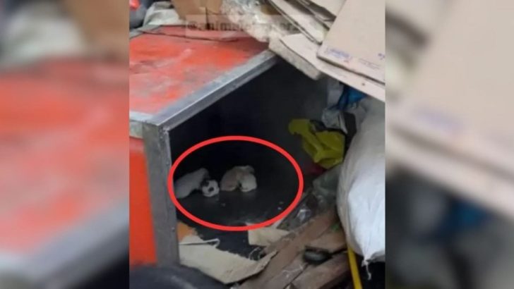 Hundemama aß Müll, um ihren Babys zu helfen, aber dann geschah etwas Erstaunliches