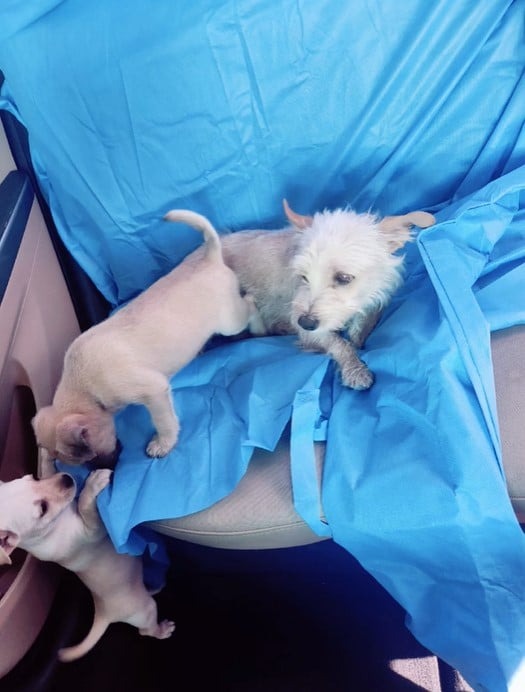 Hundemama und ihre Babys im Auto
