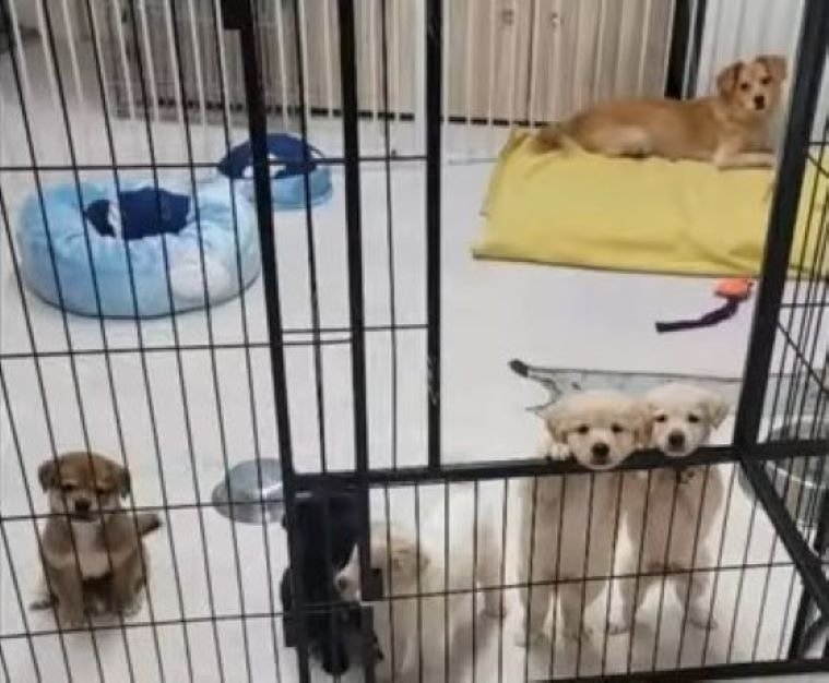 Hundemama und ihre Welpen im Tierheim