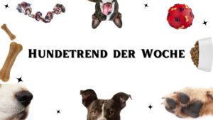 Hundetrend der Woche Bereit
