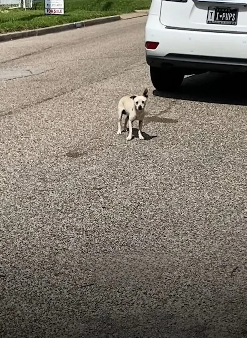 Kleiner Hund allein auf der Straße
