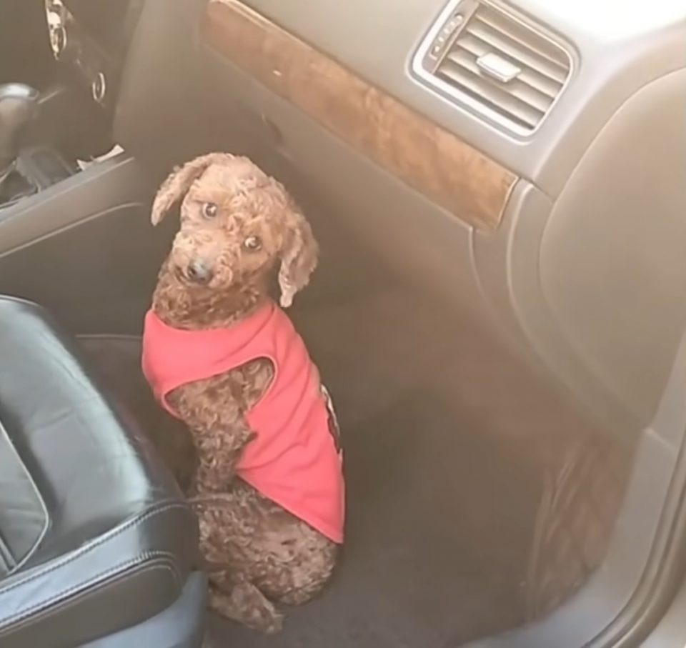Kleiner Hund im Auto