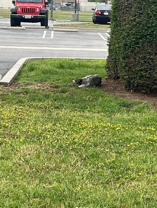 Kleiner Hund liegt auf einem Parkplatz