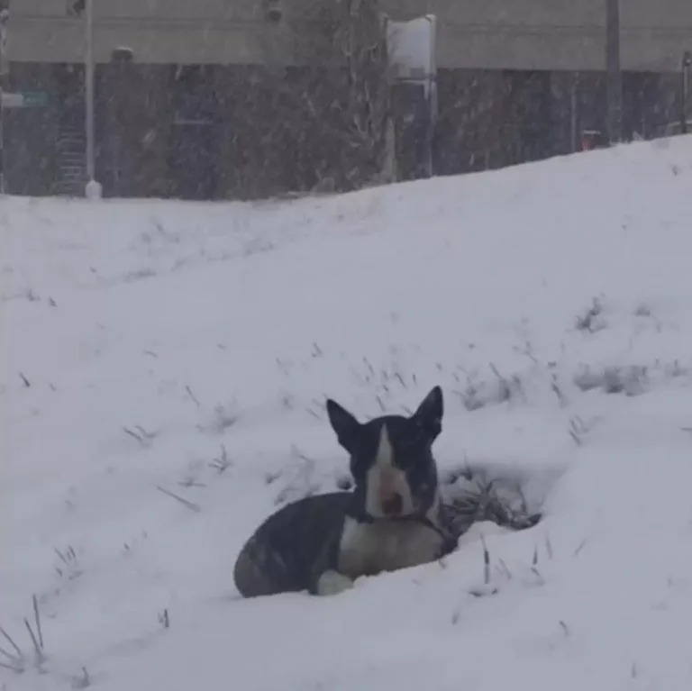 Kleiner Hund liegt im Schnee