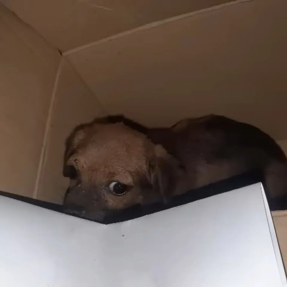 Kleiner Welpe in einer Kiste