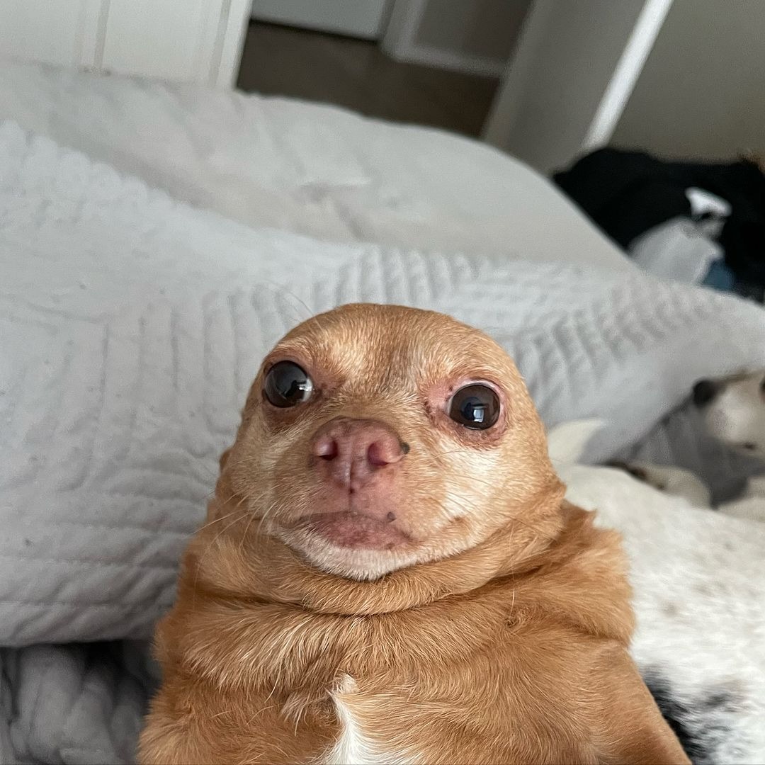 Lustig aussehender Chihuahua