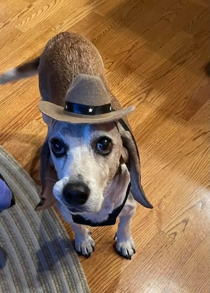 Lustiger Hund mit Hut