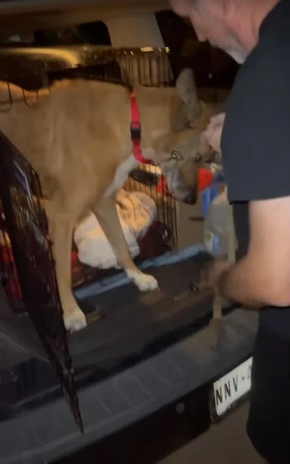 Mann nimmt Hund im Auto mit