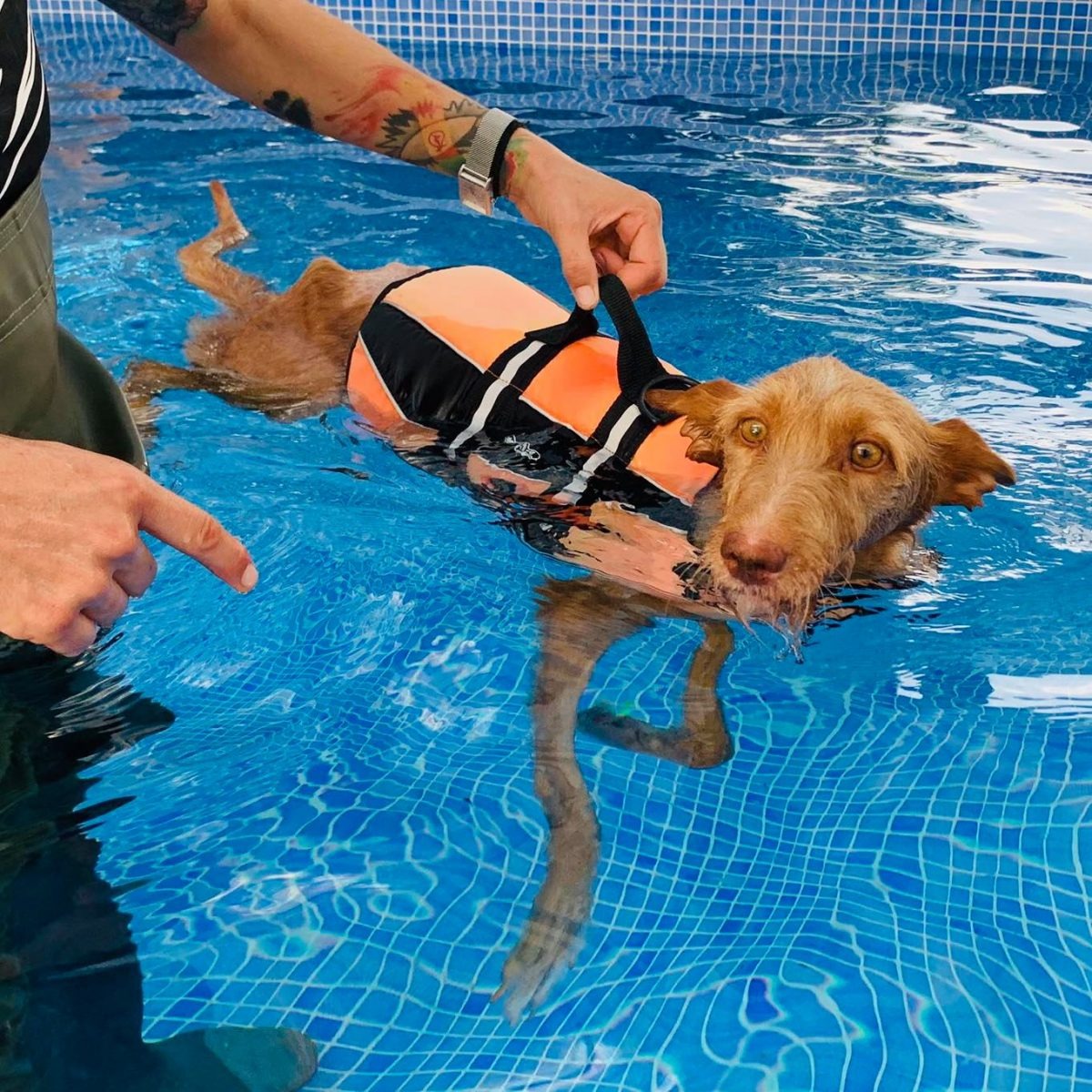 Mann und Hund beim Schwimmen