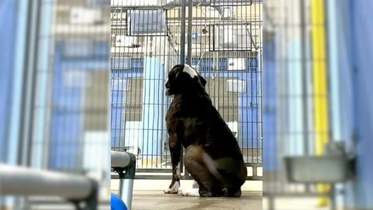 Mit gebrochenem Herzen erkennt dieser Hund, dass er als einziger nicht adoptiert wurde