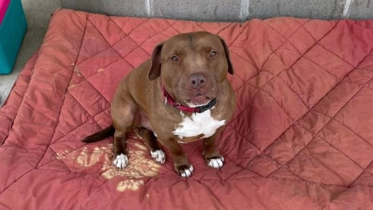 Nach mehr als 1000 Tagen im Tierheim hat dieser Hund sein endgültiges Zuhause gefunden