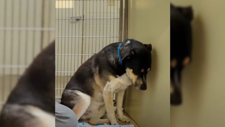 Nach seiner Rückkehr ins Tierheim starrte dieser Hund nur noch traurig die Wand an