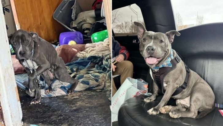 Nach zwei Jahren im Hundezwinger kommt dieser Hund in einer Limousine in sein neues Zuhause
