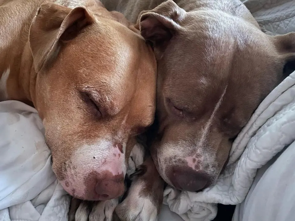 Nahaufnahme von zwei schlafenden Hunden