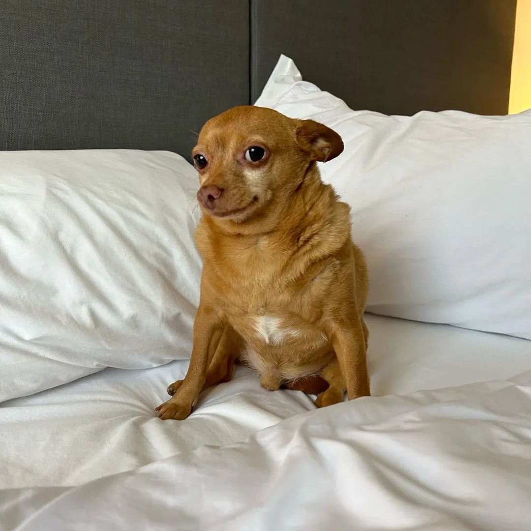 Niedlicher Chihuahua auf einem Bett
