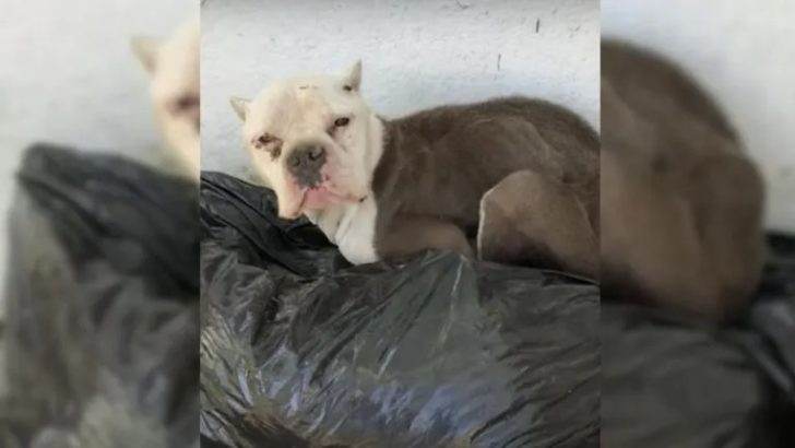 Retter fanden einen Hund in einem Müllhaufen und eilten sofort zu Hilfe