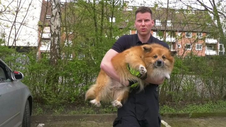 Schock in Hamburg: Kleiner Hund in überhitztem Auto eingesperrt