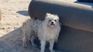 Kleiner weisser Hund mitten im Nirendwo